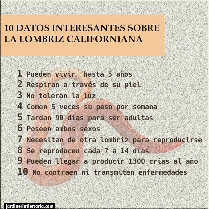 10 datos sobre la lombriz californiana