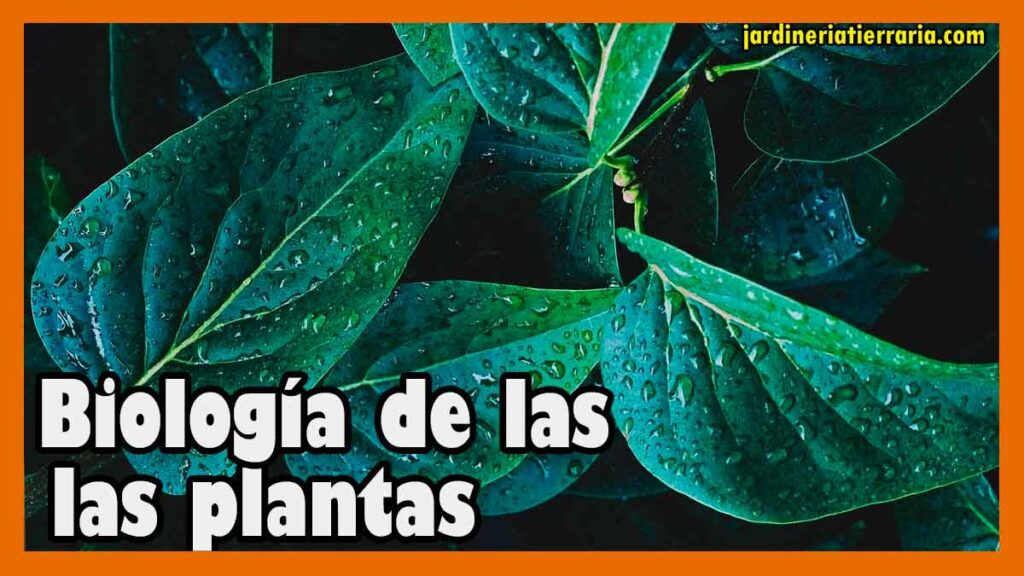 jardineria tierraria-biologia de las plantas