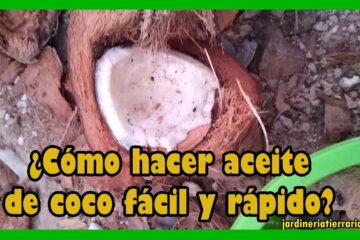 como-hacer-aceite-de-coco-facil-y-rapido